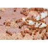 Уничтожение муравьев в Самаре.  Борьба с муравьями.  Выведение муравьев. 