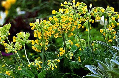 Идеи для использования в ландшафтном дизайне